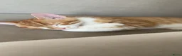American Shorthair cats for sale: 5 kittens and 2 cats are looking for a new home.  - Advert 39