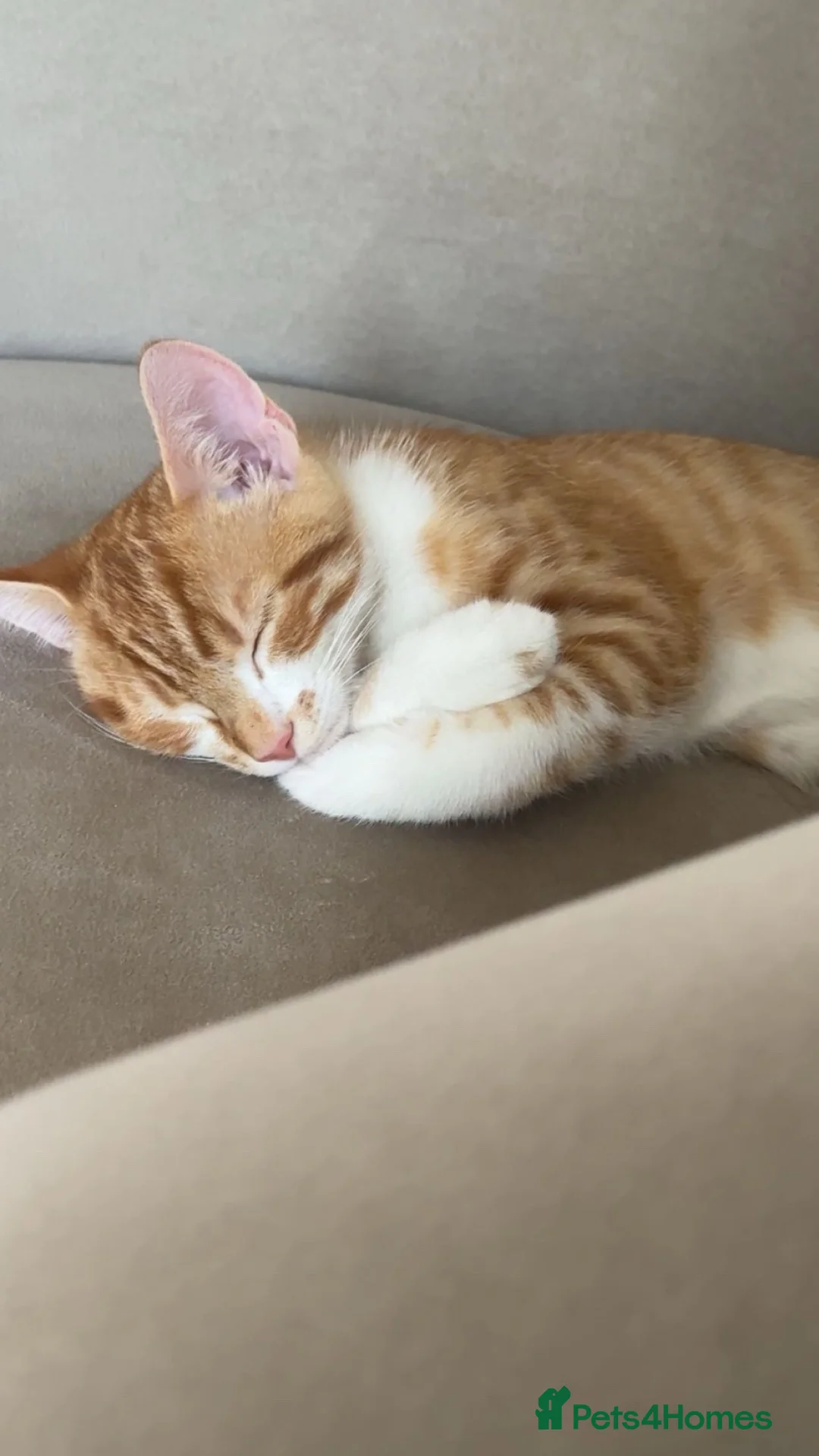 American Shorthair cats for sale: 5 kittens and 2 cats are looking for a new home.  - Advert 39