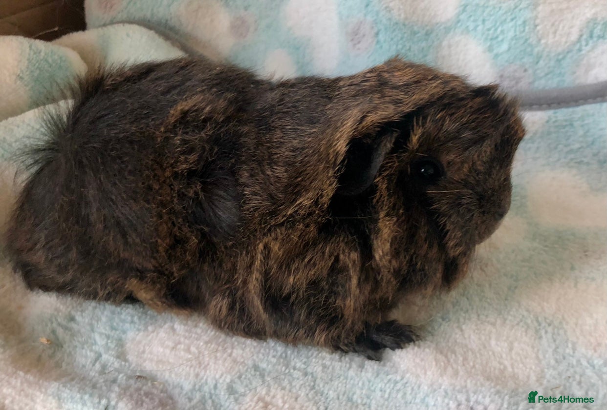 Guinea Pig rodents for sale: Beautiful Peruvian and Alpaca baby boars  - Advert 5