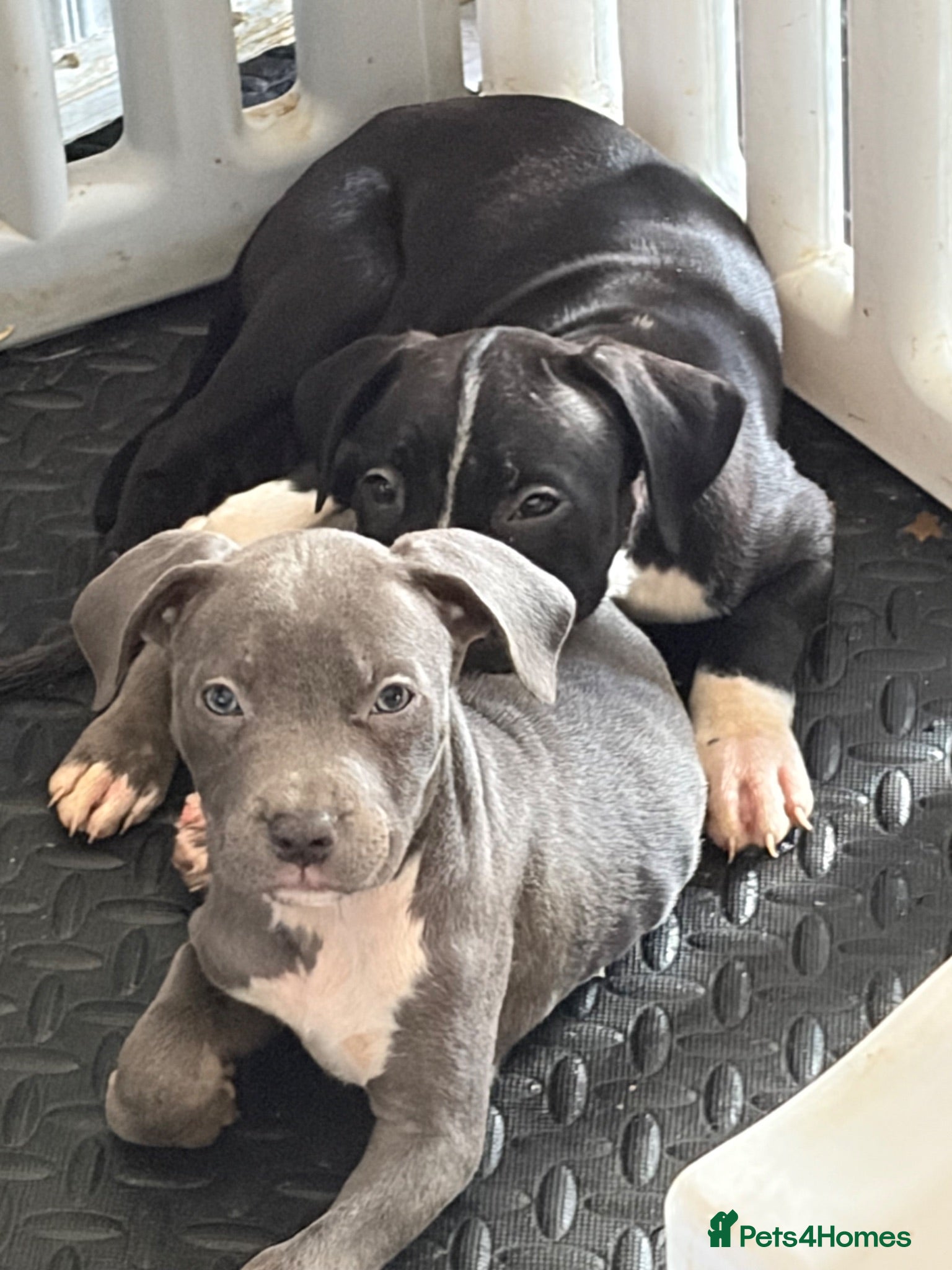 Mixed Breed dogs Beautiful blue white puppy  - Advert 10