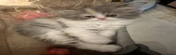 Persian cats for sale: Only 2 gorgeous female persian chinchill left now  - Advert 7