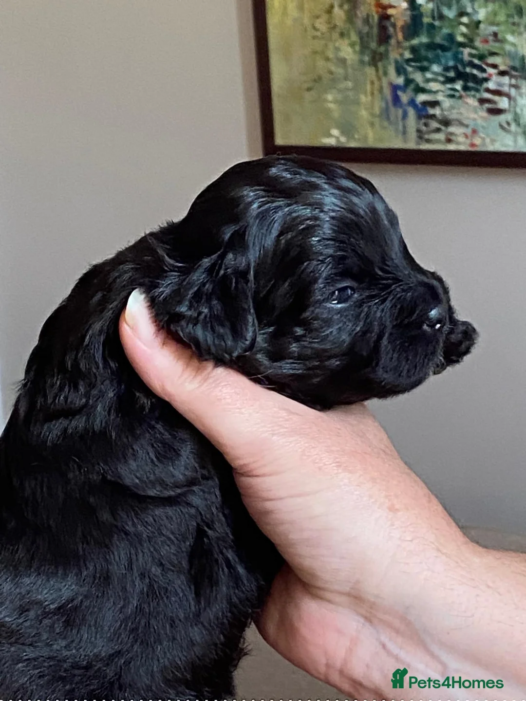 Mixed Breed dogs for sale: Shorkie poo puppies  in Belper - Advert 2