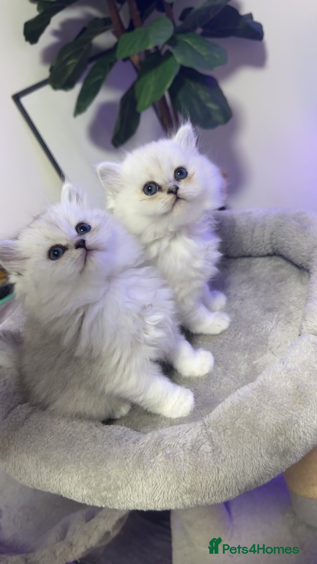 Persian cats Persian chinchilla kittens  - Advert 15