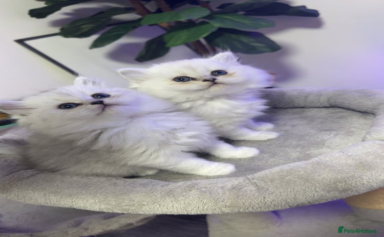 Persian cats - Advert 1