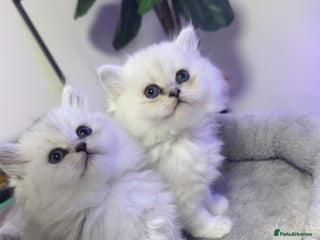 Persian cats - Advert 1