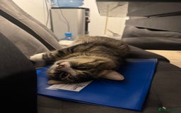 British Longhair cats for sale: Niles💙 - Image 4