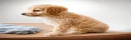 Cockapoo dogs for sale: 3/4 toy podle, 1/4 cocker Please read description  - Advert 3