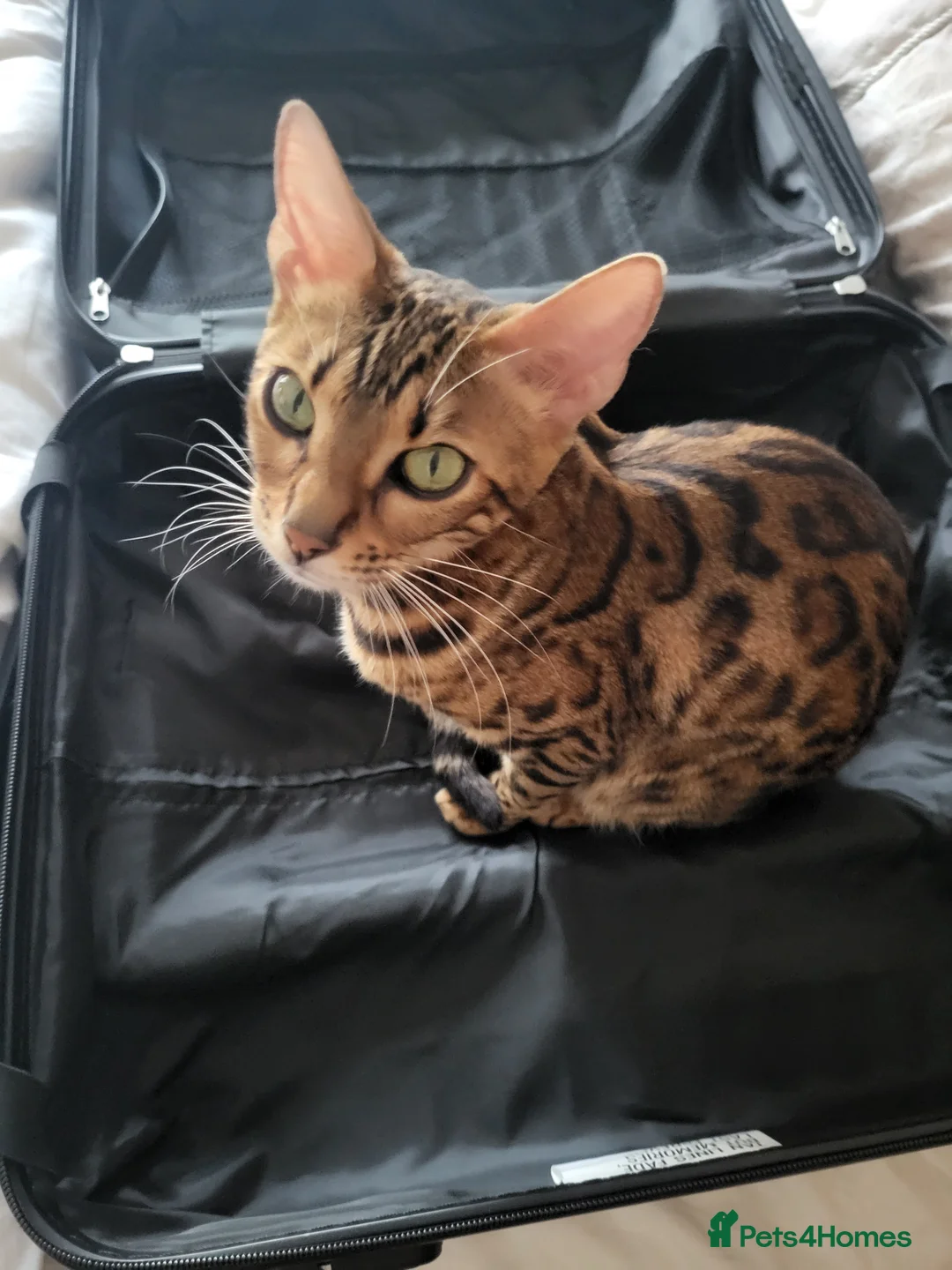 Bengal cats for sale: Female bengal  in Deal - Advert 9