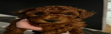 Toy Poodle 1