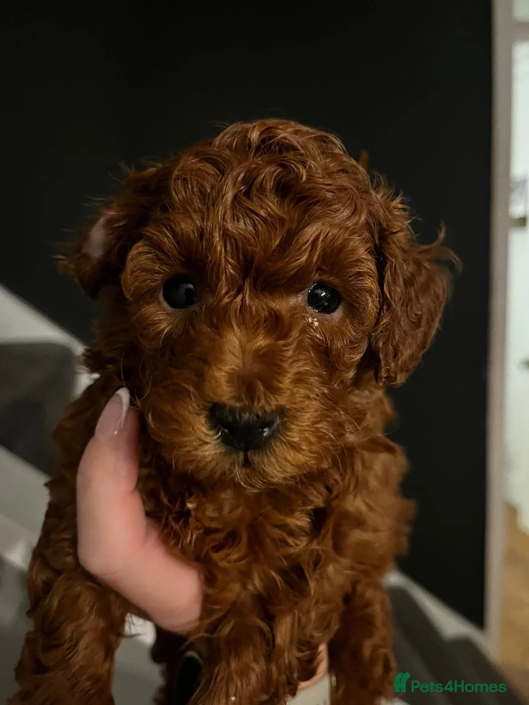 Toy Poodle dogs for sale: Deep Red Toy Poodle Boy – Last Puppy Available - Advert 1