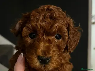 Toy Poodle dogs Deep Red Toy Poodle Boy – Last Puppy Available - Advert 1