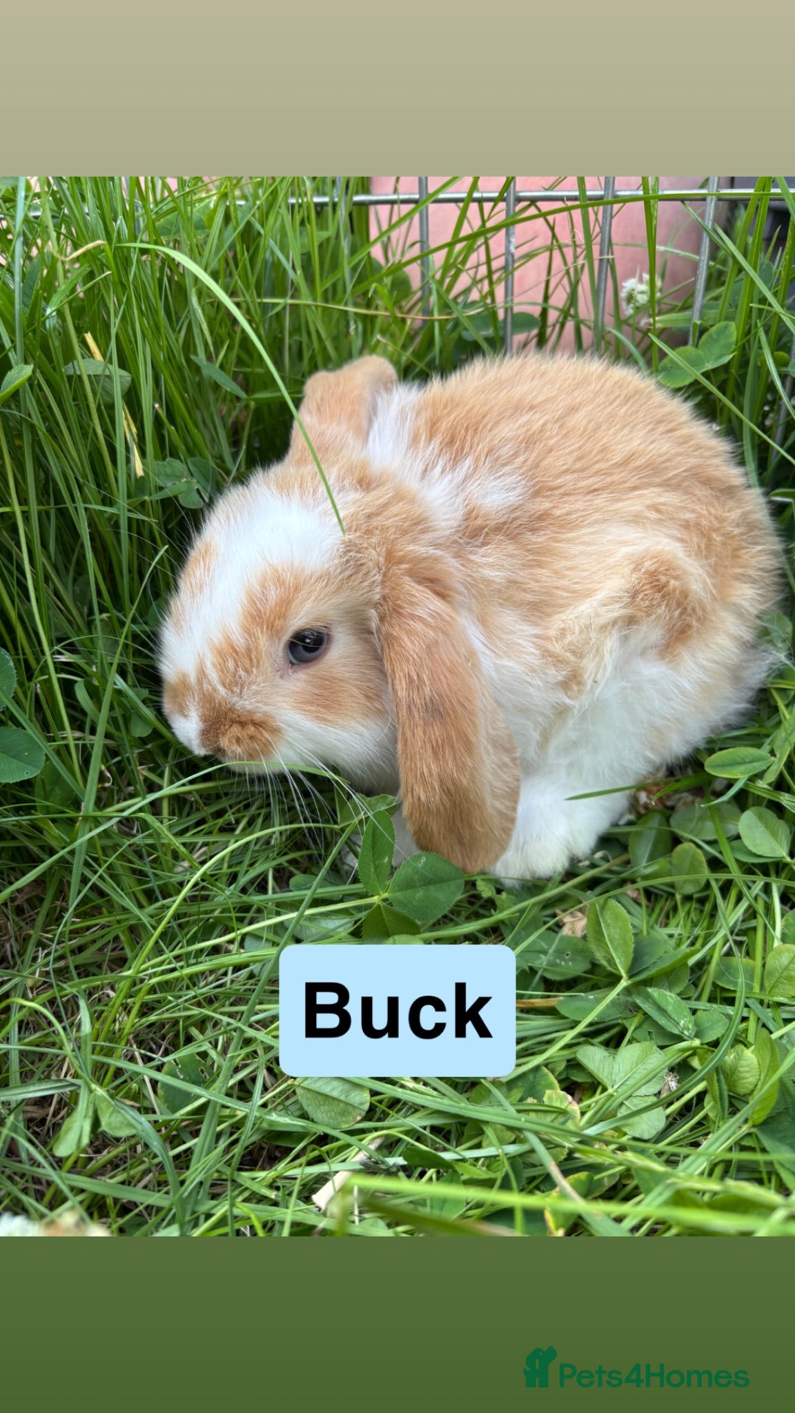 Mini Lop rabbits Adorable Mini Lop Babies - Advert 1