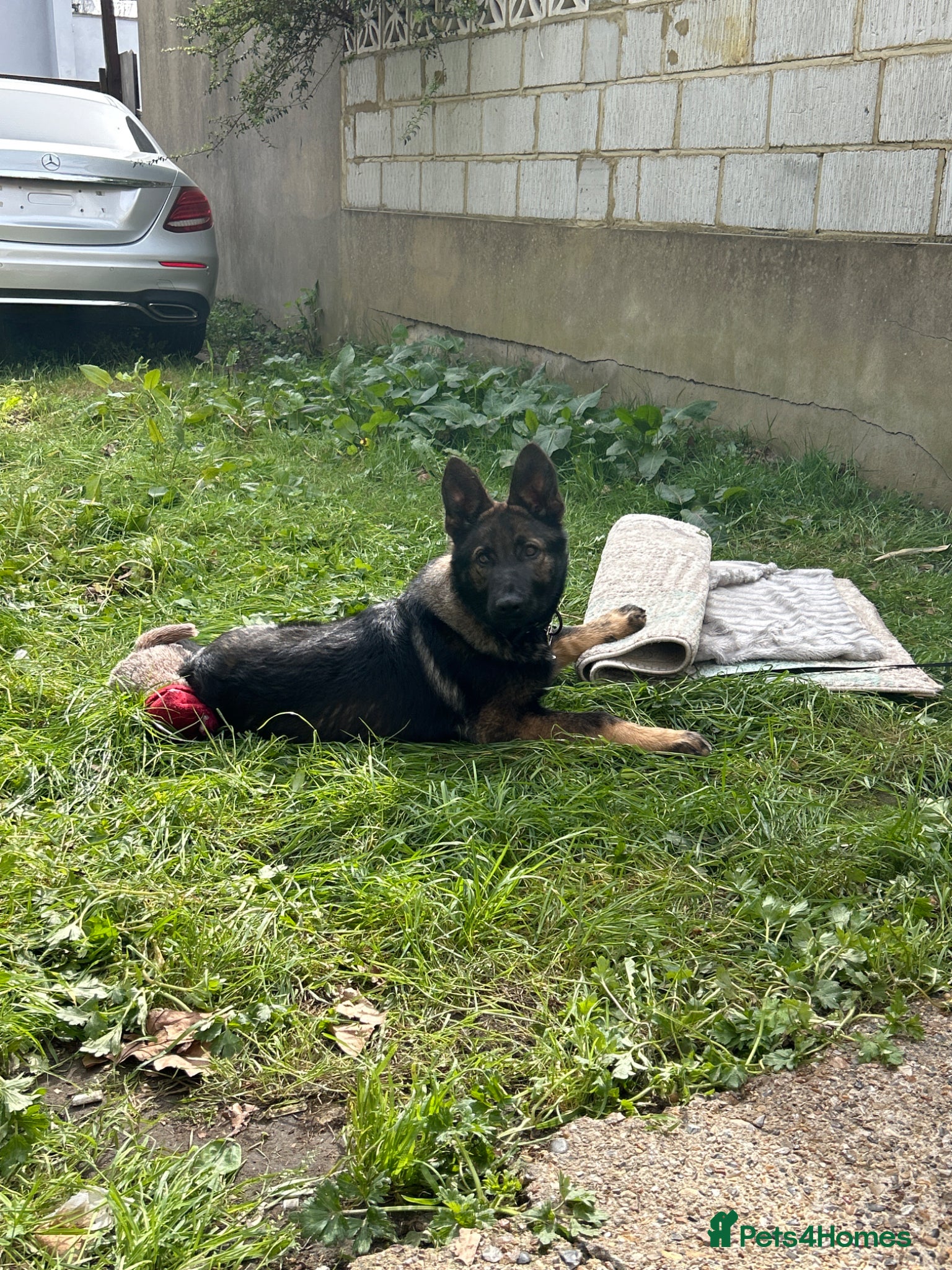 German Shepherd dogs 4month DDR German Shepherd puppy (Working Line) - Advert 1