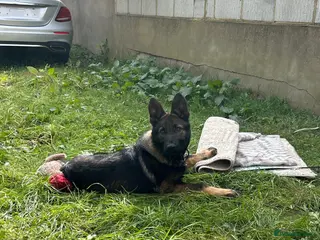 German Shepherd dogs 4month DDR German Shepherd puppy (Working Line) - Advert 1