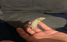 Gecko reptiles for sale: Leachi gecko  - Image 5