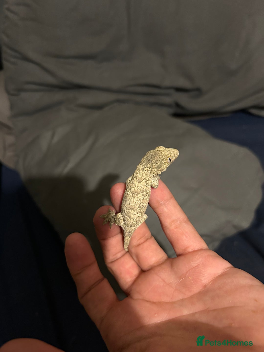 Gecko reptiles for sale: Leachi gecko  - Image 5