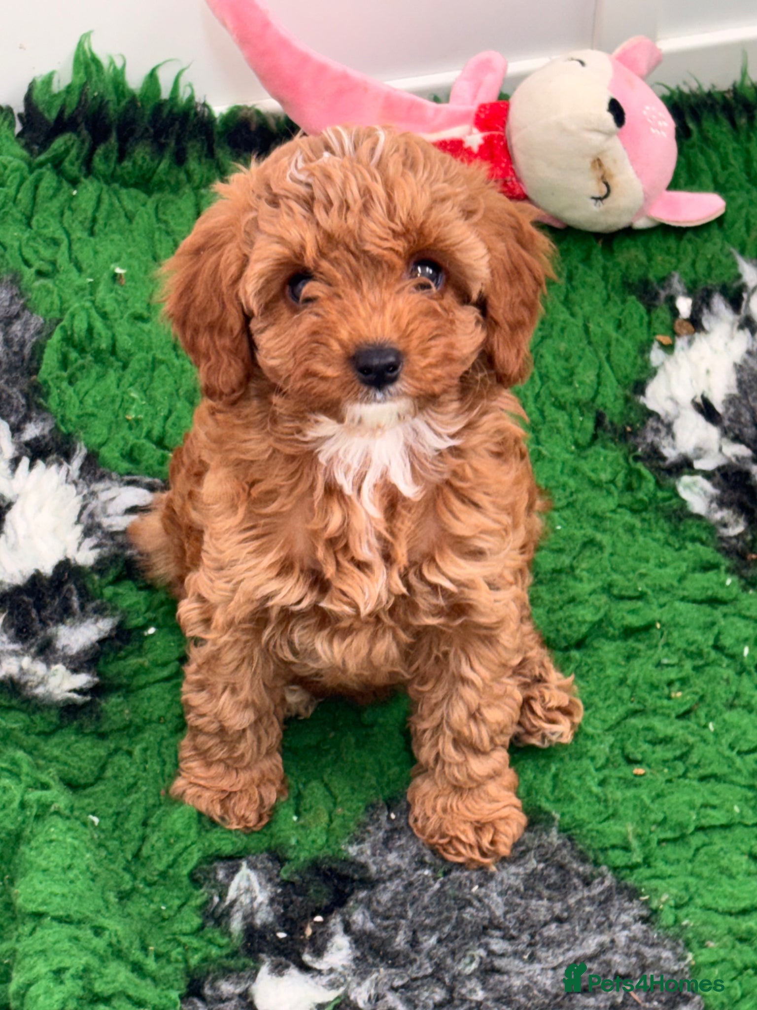 Cavapoo dogs extensively health tested toy Cavapoos READY NOW - Advert 14
