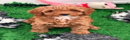 Cavapoo dogs for sale: TOY CAVAPOO GIRL. Health tested and training begun - Advert 12