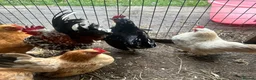 Chickens poultry for sale: Chickens and chicks read description - Advert 17