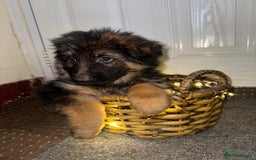 German Shepherd dogs for sale: Gorgeous 10 GSD Puppies Looking For Their Homes - Image 17