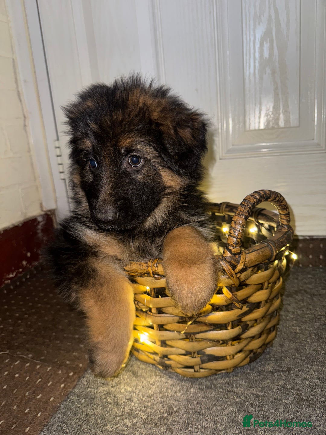 German Shepherd dogs for sale: Gorgeous 10 GSD Puppies Looking For Their Homes - Image 17