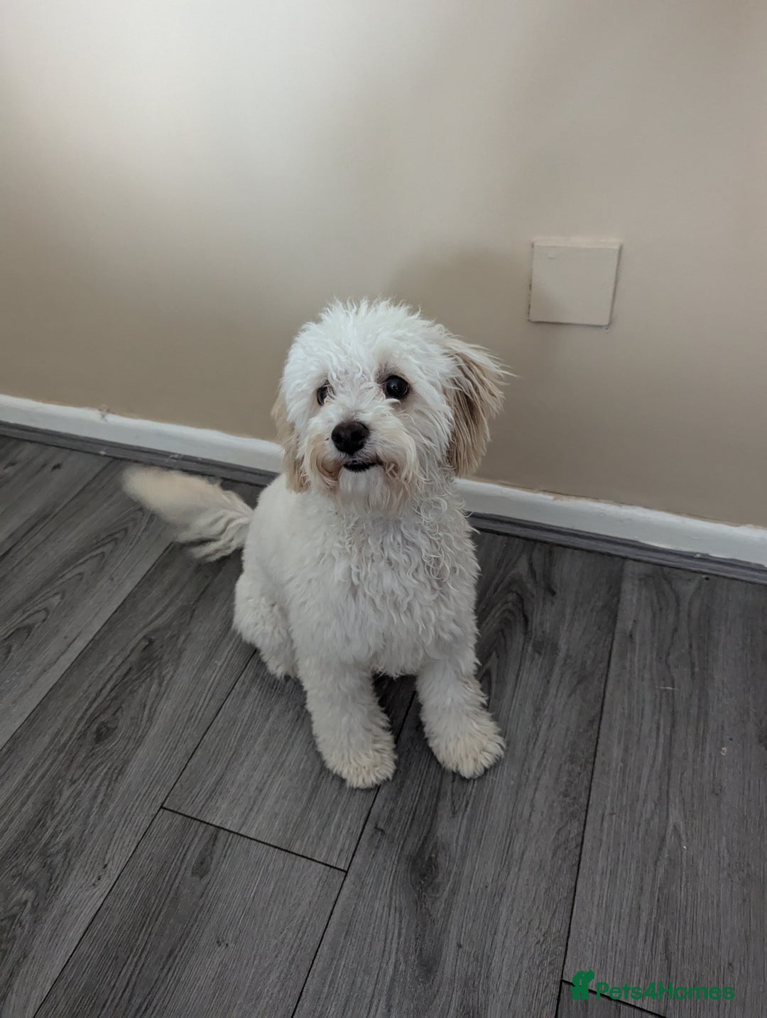 Cockapoo dogs for sale: White female toy cockapoo - Image 6