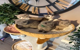 British Shorthair cats for sale: British Shorthair Champion Line kittens 🏆🥇😻 - Image 17