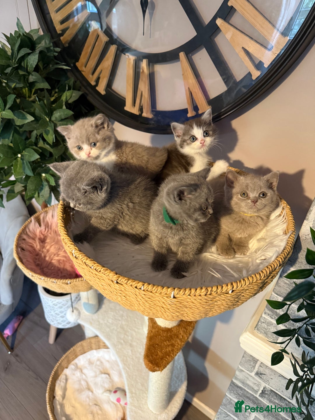 British Shorthair cats for sale: British Shorthair Champion Line kittens 🏆🥇😻 - Image 17