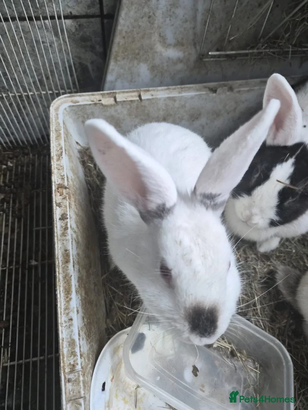 Dutch rabbits for sale: 2 male rabbits + 3 female rabbits - Advert 1