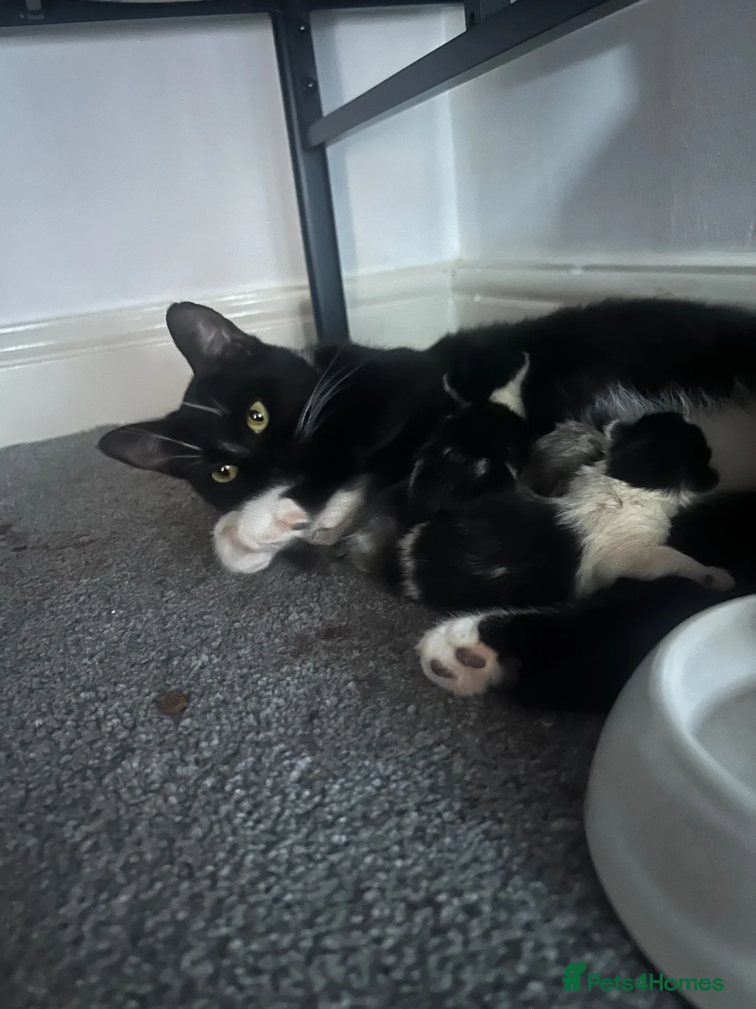 Domestic Shorthair cats for sale: Beautiful female and male kittens x2 - Advert 16