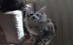 Maine Coon cats for sale: Tica Registered Maine Coon Kittens *ready now* - Image 6