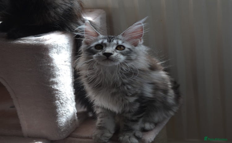 Maine Coon cats - Advert 3