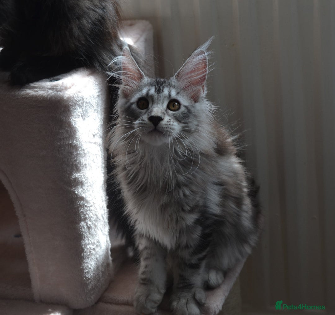 Maine Coon cats for sale: Tica Registered Maine Coon Kittens *ready now* - Image 6