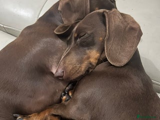 Miniature Dachshund dogs 2 Miniature Dachshunds - Chocolate & Tan - Advert 11