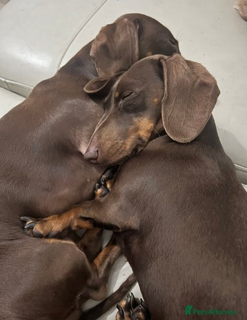 Miniature Dachshund dogs 2 Miniature Dachshunds - Chocolate & Tan - Advert 4