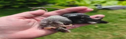 Mouse rodents for sale: Beautiful female mice available lots of colours - Advert 2