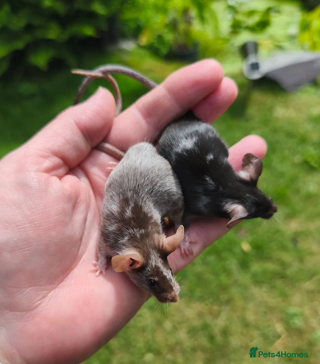 Mouse rodents for sale: Beautiful female mice available lots of colours - Advert 2