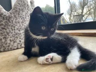 British Longhair cats Stunning litter of British long hair - Advert 5