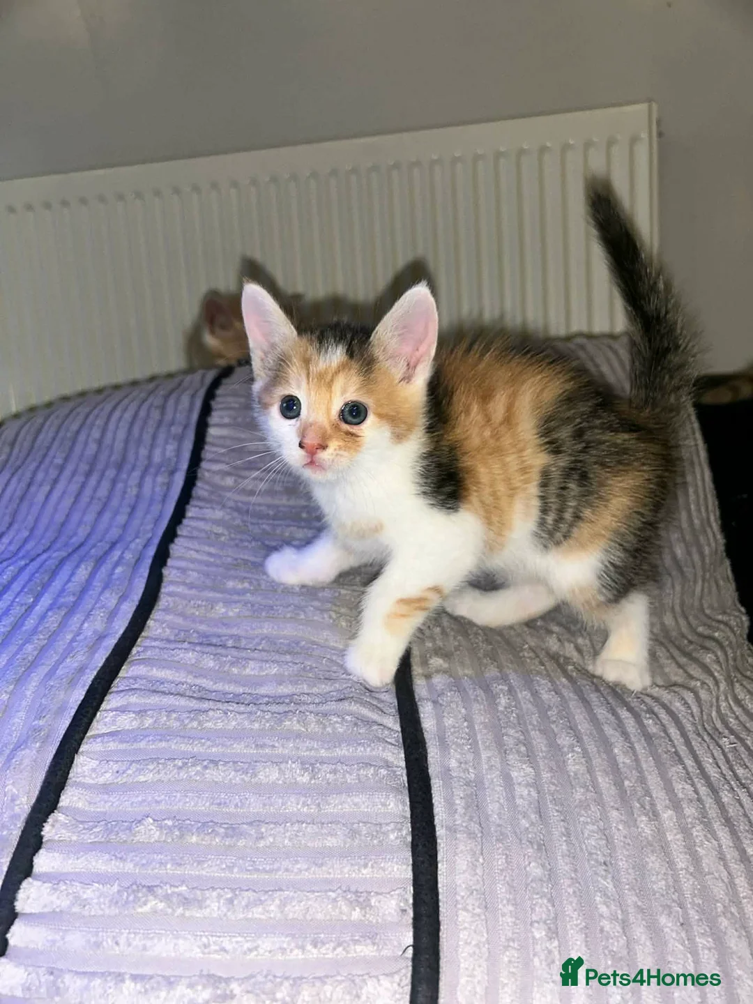 British Longhair cats for sale: Beautiful litter - Advert 7