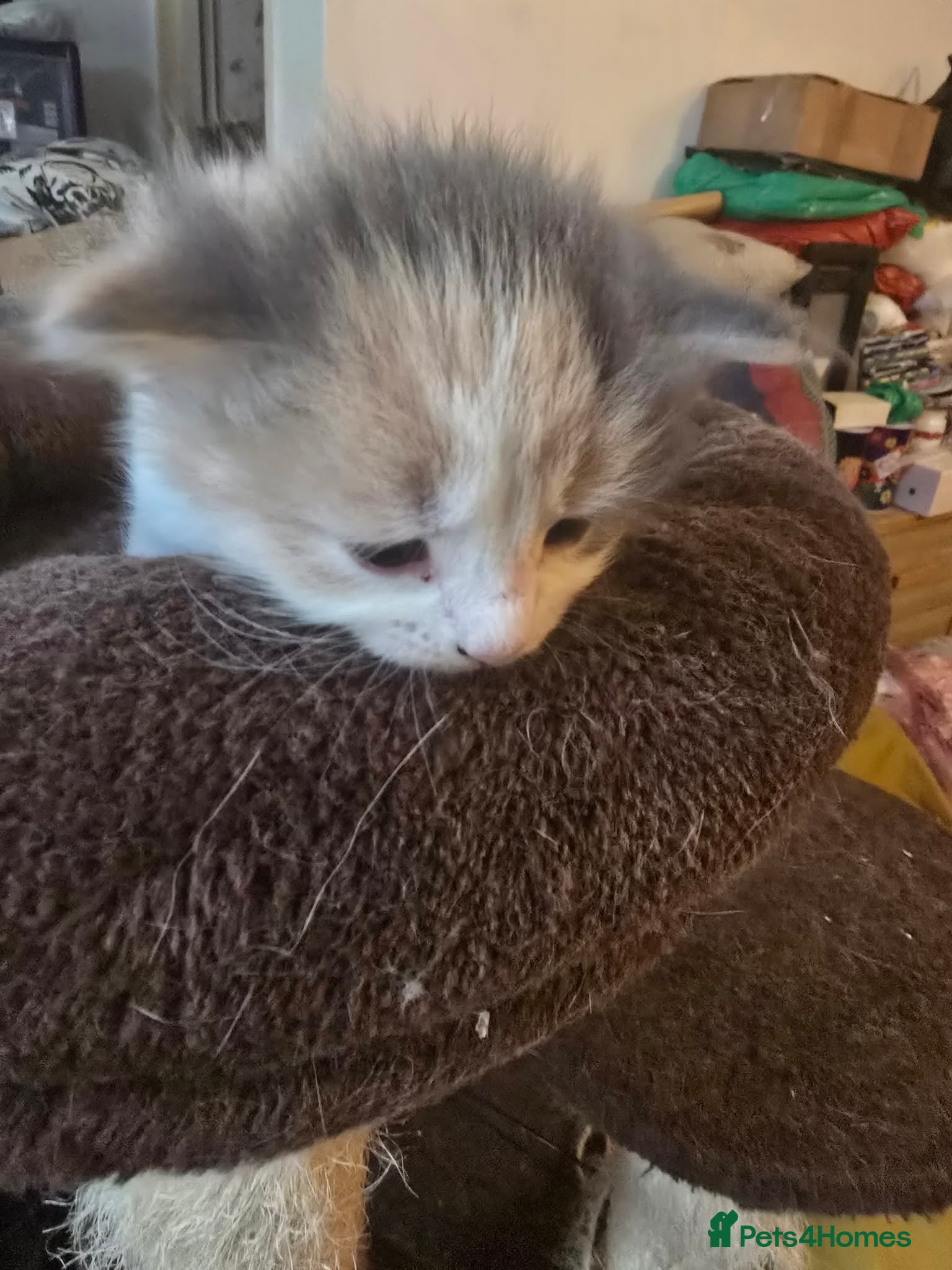 Maine Coon cats for sale: Maine coon cross kittens - Advert 5
