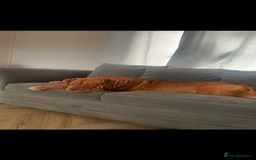 Mixed Breed dogs for sale: Beautiful Girl, sad circumstances  - Advert 11