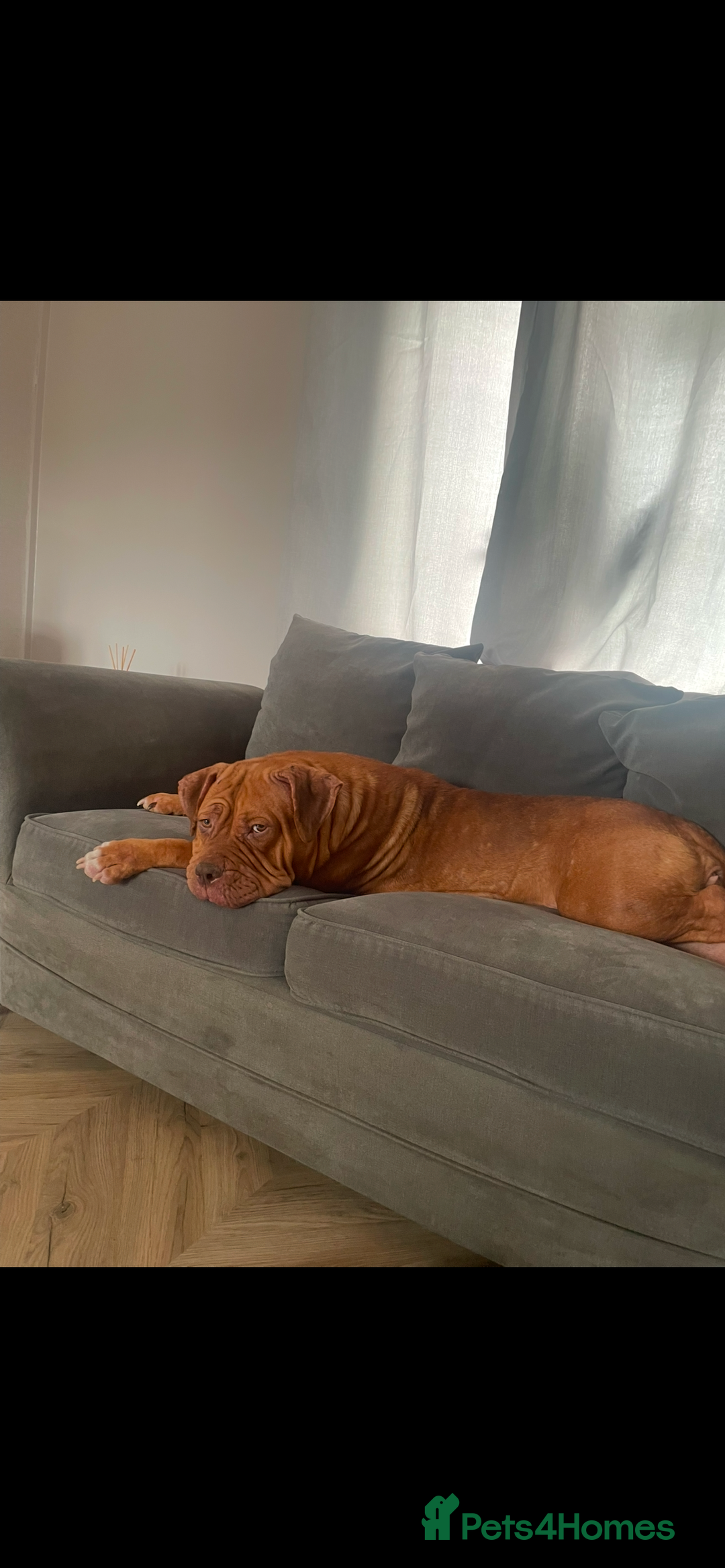 Mixed Breed dogs for sale: Beautiful Girl, sad circumstances  - Advert 11