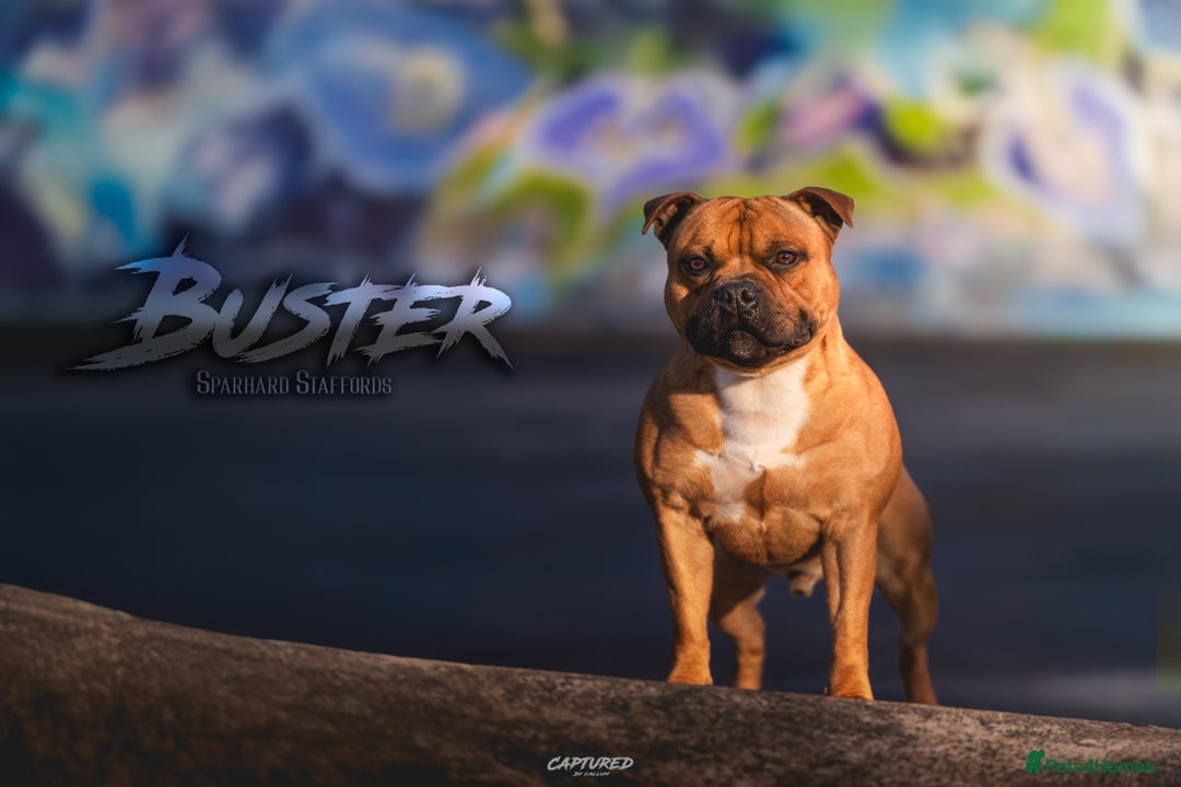Staffordshire Bull Terrier dogs for stud: 🥨 Top Quality Red SBT Stud 🥨 - Image 4