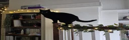 Mixed Breed cats for adoption: 1/2 British Shorthair Cat  - Advert 4
