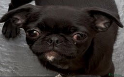 Chug dogs for sale: 2 Chug boys for sale  - Image 3