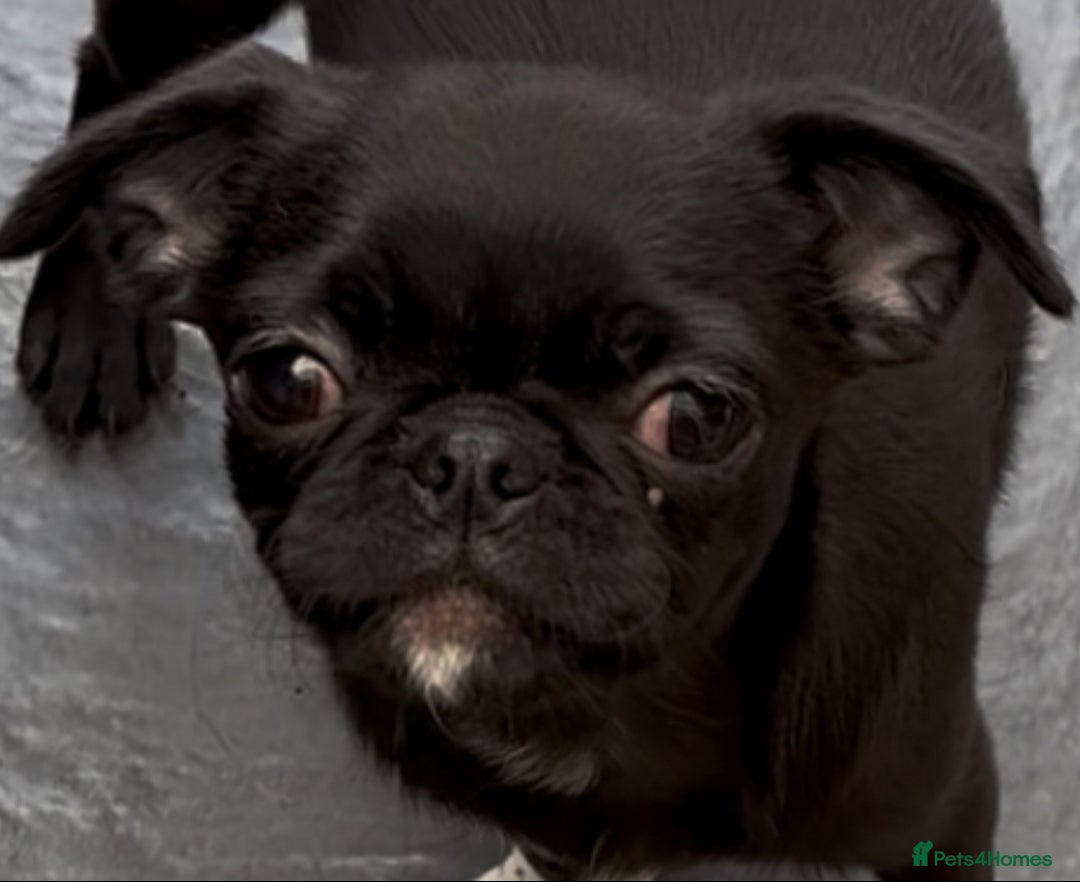 Chug dogs for sale: 2 Chug boys for sale  - Image 3