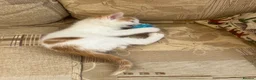 Mixed Breed cats for sale: Male ginger and white kitten - Advert 7