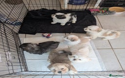 Lhasa Apso dogs for sale: Lhasa apso puppies  - Image 9
