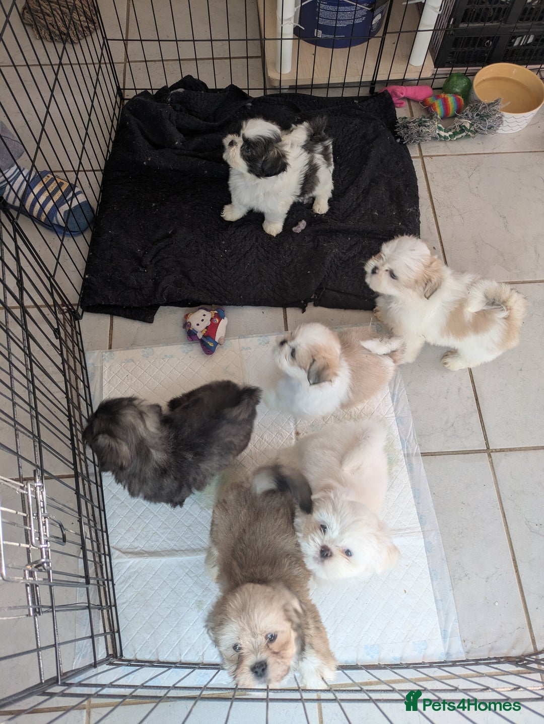 Lhasa Apso dogs for sale: Lhasa apso puppies  - Image 9