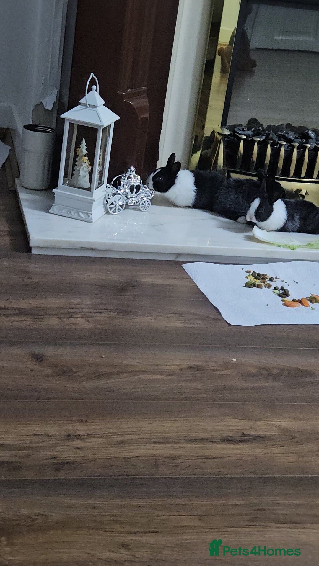 Rex rabbits for sale: They are 5 weeks old so nice baby - Advert 4